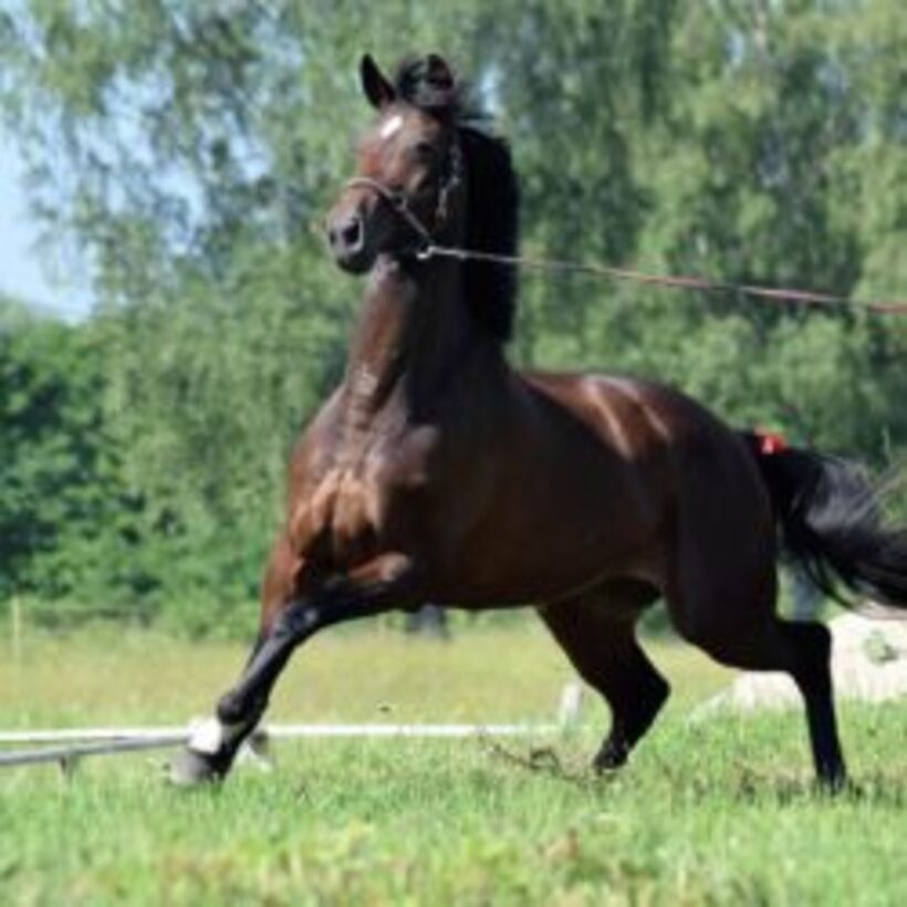 Lonžiranje, konj, krog