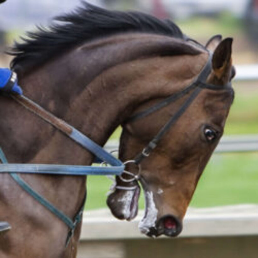 Jahalen konj v bolečini