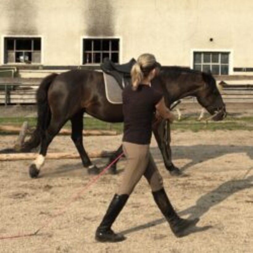 Konj, hrbet, trening, pregled, mišice