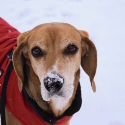 Psi, pes, zima, mraz, plašček, modni trend