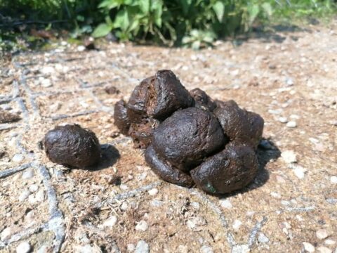 Paraziti 4 zdravo konjsko blato