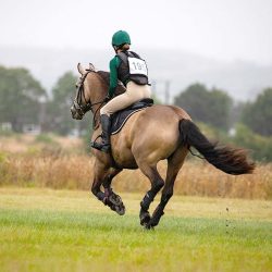 Delo v hrib koristi konju