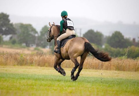 Delo v hrib koristi konju