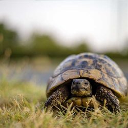 Grške želve so samotarji