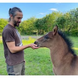 vzgoja mladega konja