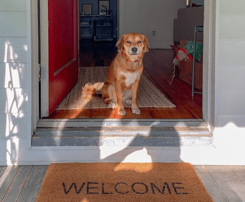 Demenca pri psih - Potrebno je vpostaviti rutino in se izogibati sprembam, kot sta npr. premikanje pohištva in pogoste menjave okolja.