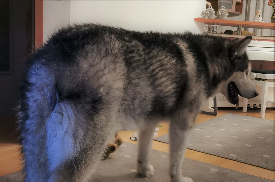 Demenca pri psih - tesnoba, zamenjan spalni ritem - noc za dan, dezorientiranost