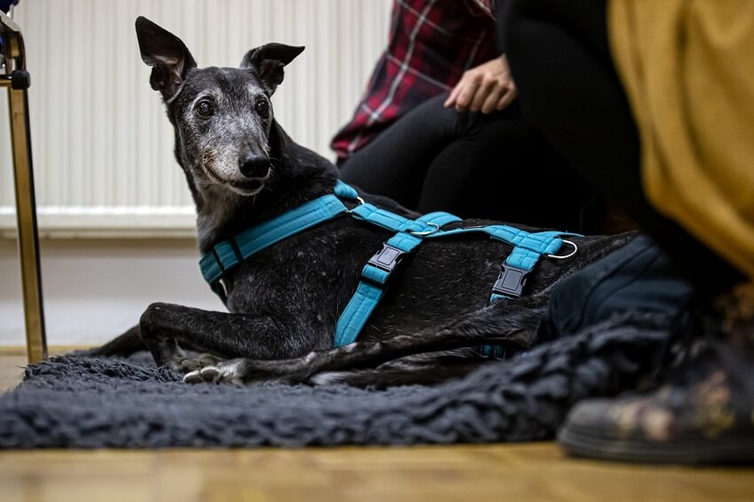 Demenca pri psih - seniorček Wally, foto: Uroš Modic