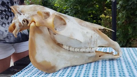 Kaj je kraniosakralna terapija - lobanjske kosti