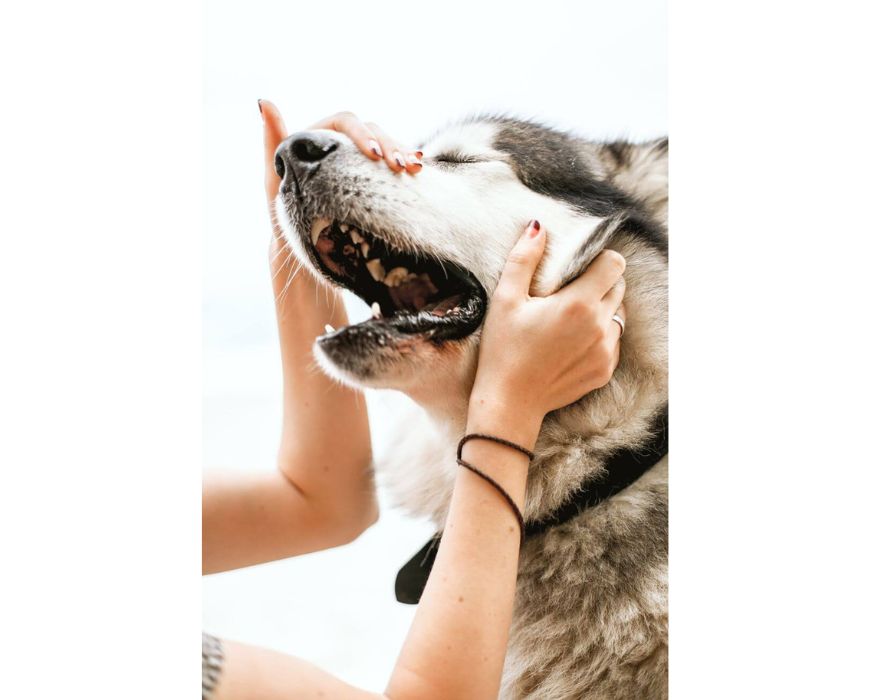 Fear Free Pets – delo z živalmi po pristopu “brez strahu”; dotikanje živali