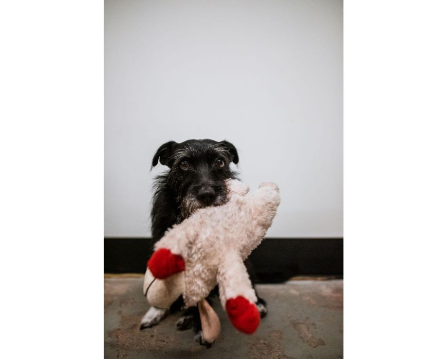 Fear Free Pets – delo z živalmi po pristopu “brez strahu”; pes in igračka