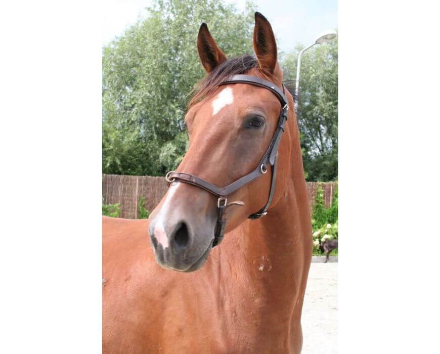 Ali je moj konj srečen? Konj