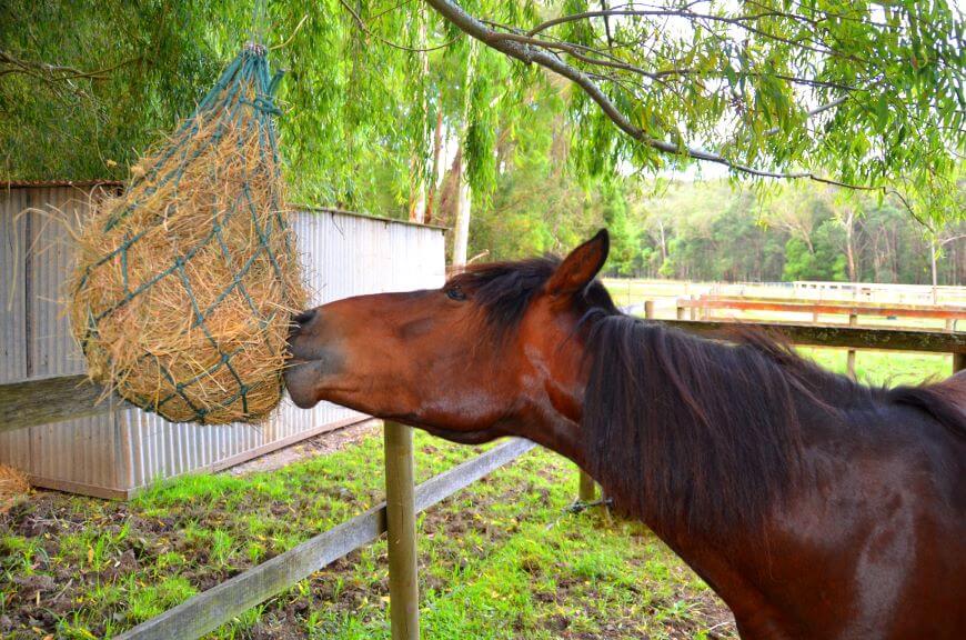 Ali položaj hranjenja vpliva na konjevo držo? Hranjenje z višine
