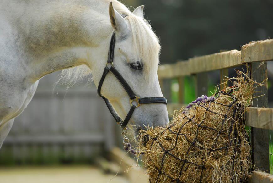 Ali položaj hranjenja vpliva na konjevo držo? Hranjenje konja