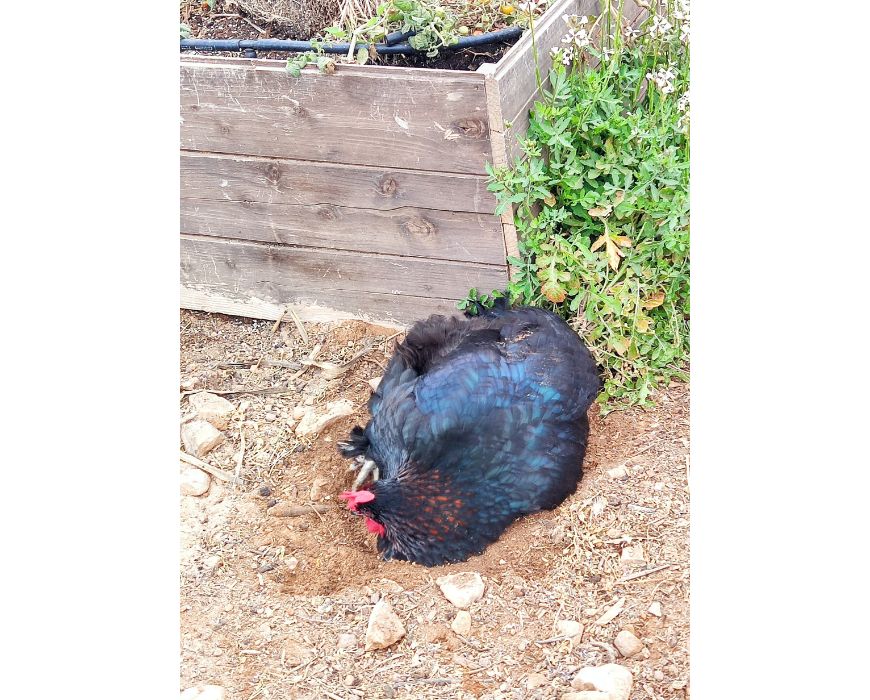 Osnovna oskrba kokoši – hrana, voda in kokošnjak; kokoš v zemljini kopeli