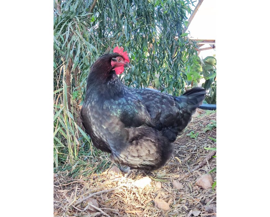 Osnovna oskrba kokoši – hrana, voda in kokošnjak; črna kokoš