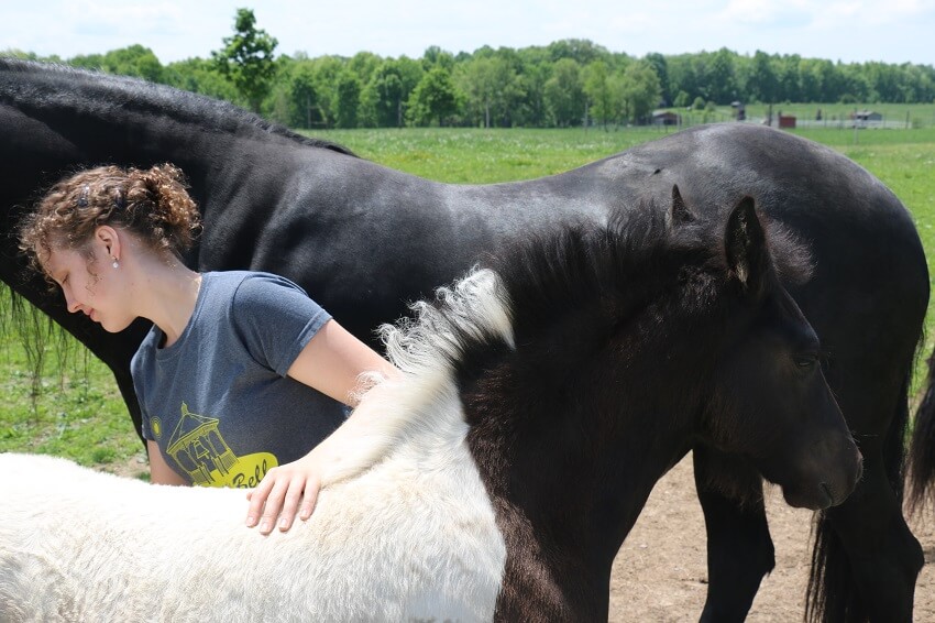 Manualna terapija za žrebeta.