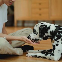 hranjenje psa iz roke