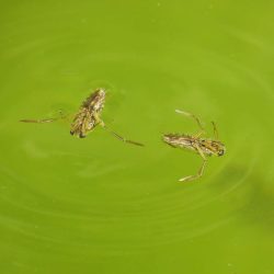 vodne žuželke